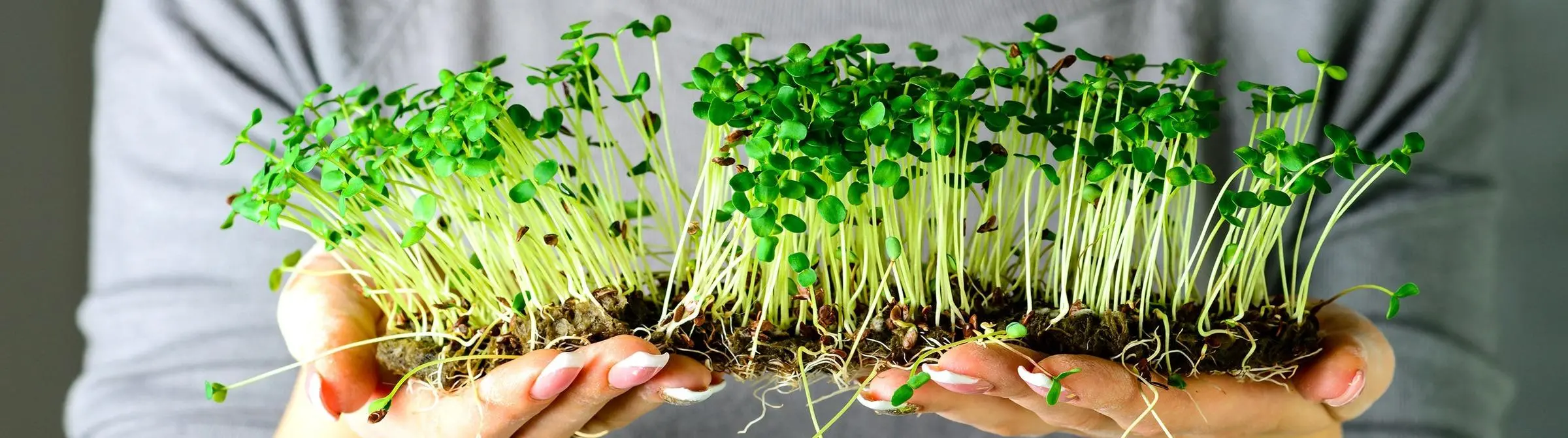 Микрозелень в рационе питания: польза для здоровья, физических кондиций и личностной продуктивности
