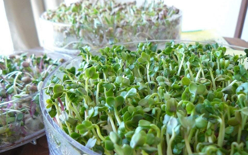 Микрозелень и лучшие рецепты салата «Цезарь»