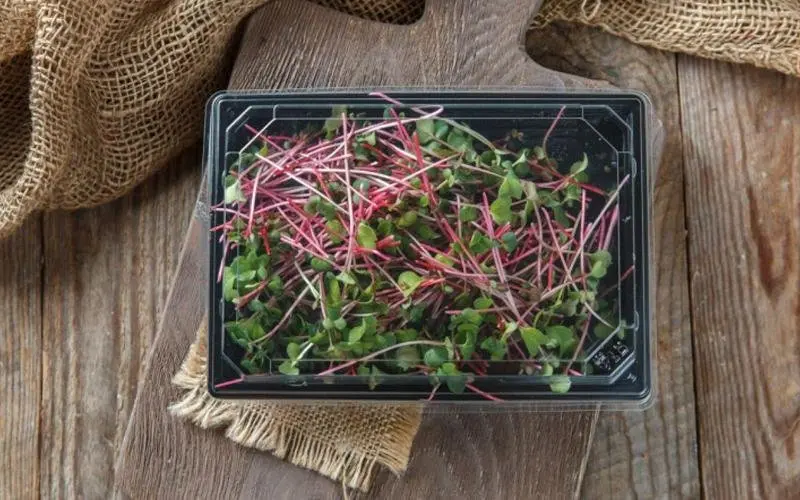 Использование микрозелени в ресторанах