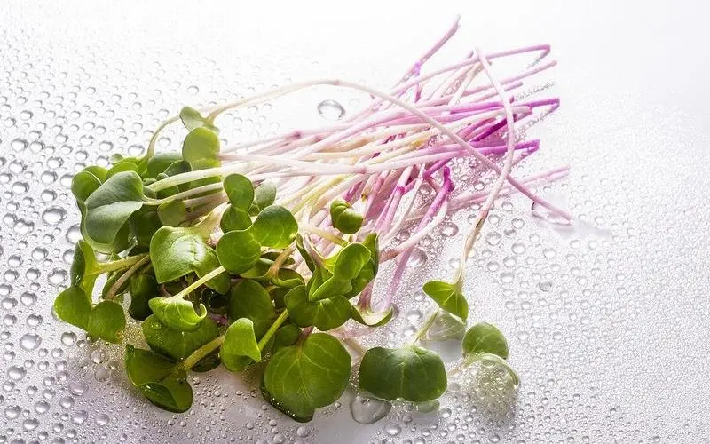 10 интересных фактов о микрозелени